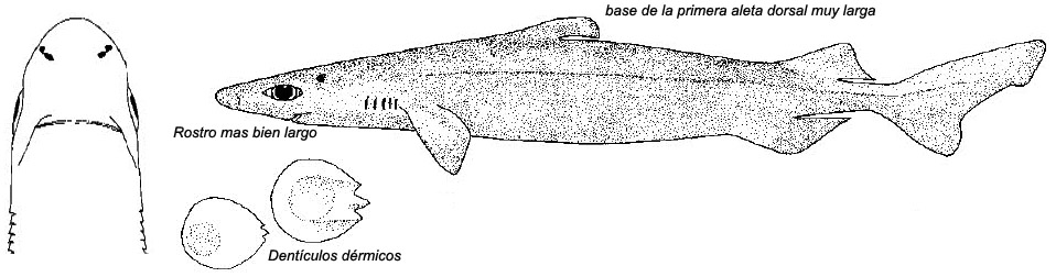 Centroscymnus owstoni_02.jpg